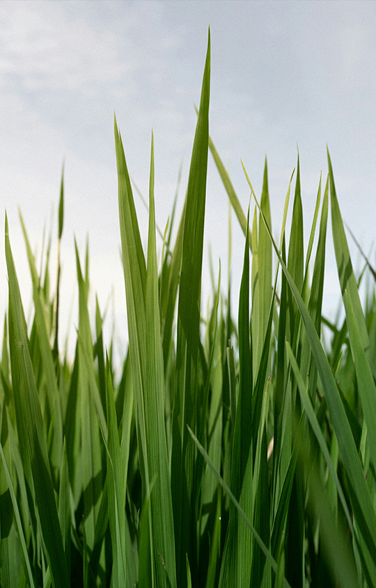 aeration