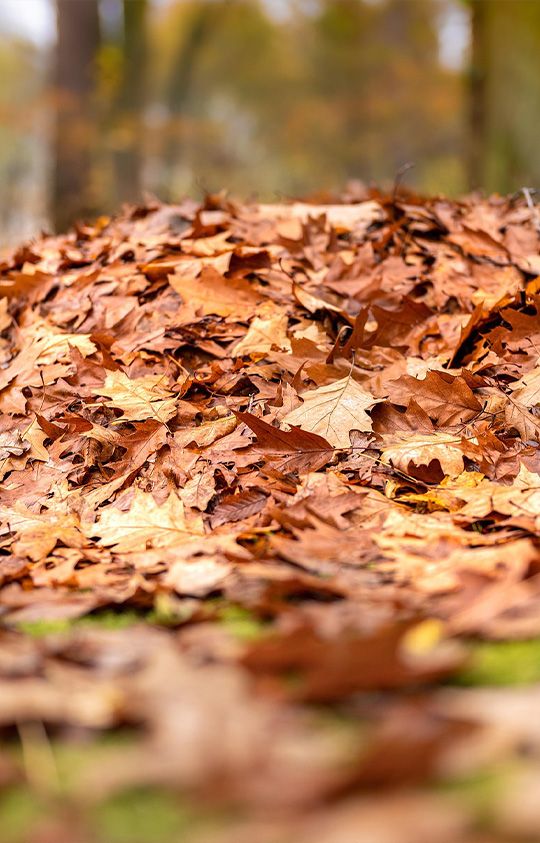 cleanup