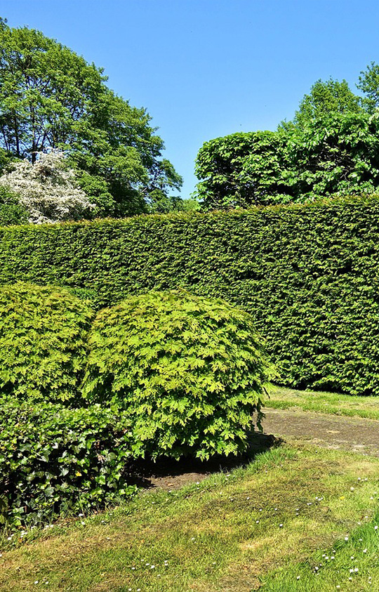 hedge